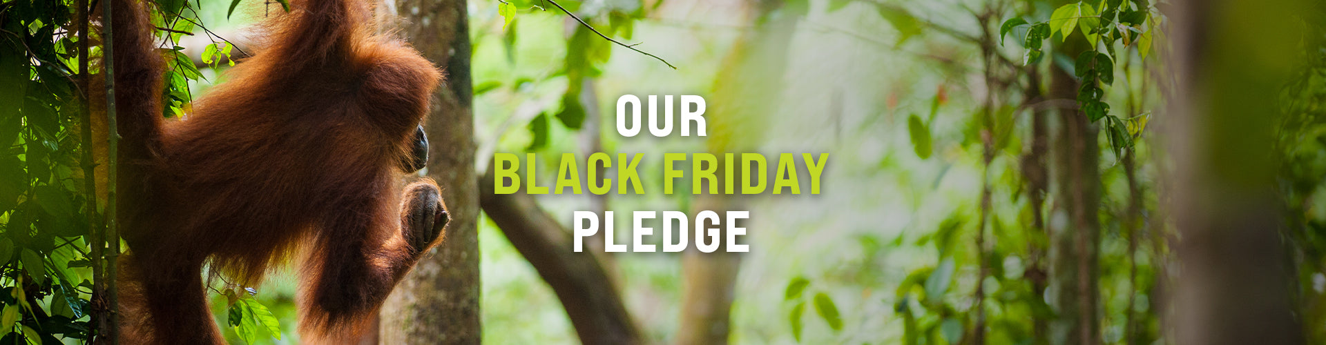 Our Black Friday pledge – Rewilding landscapes with Sumatran Orangutan Society